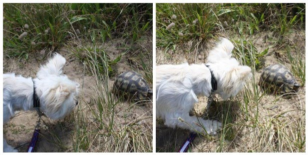 [mosaice161a7a27efadc6eb9b7f9f4a841dd1b24aba040.jpg]