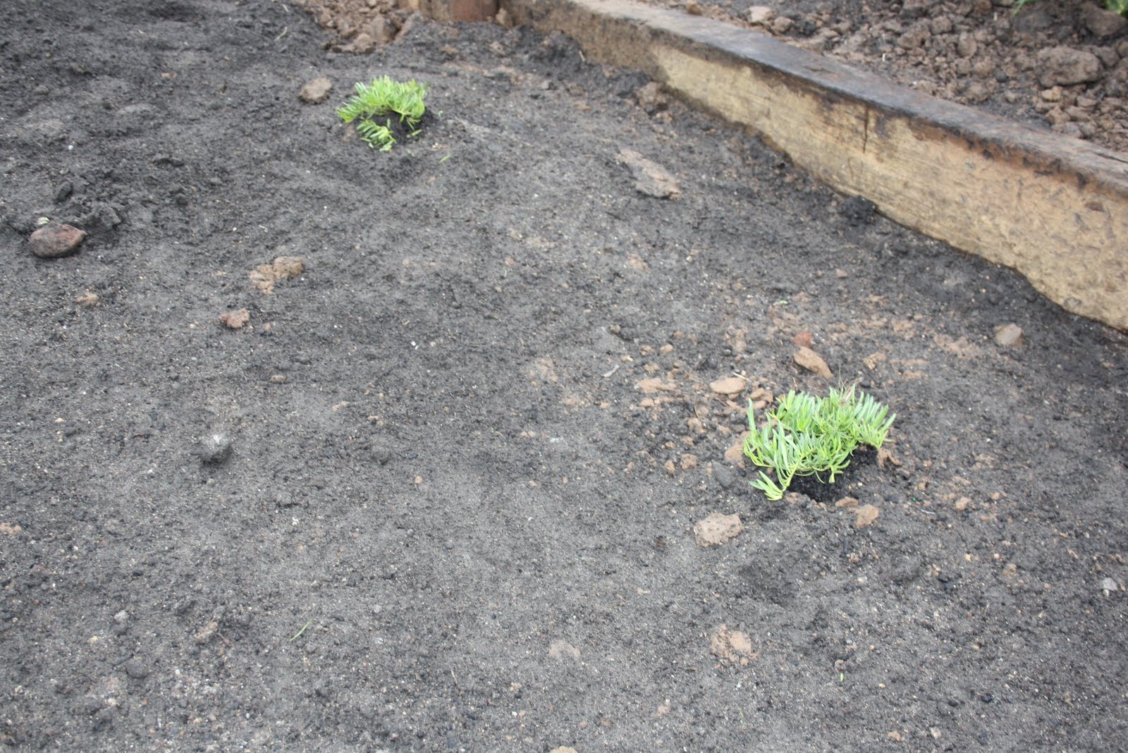 Myoporum+parvifolium+white