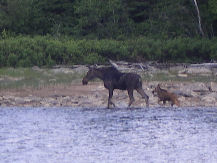 Upper Seine Bay moose
