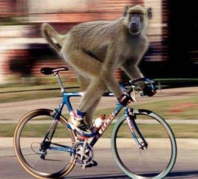 [monkey+on+a+bike.JPG]