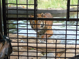 Tiger in Zoo, Olongapo - Philippines
