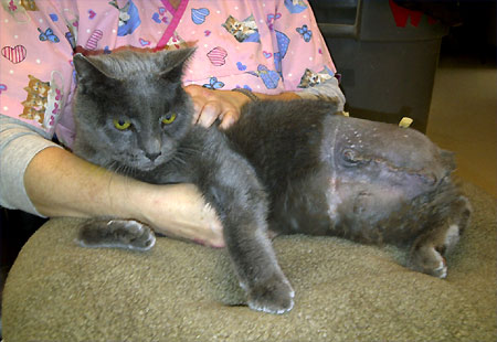 mark twain essays the lowest animal mark twain essays the lowest animal