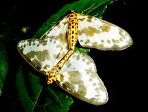 Fauna of the Week