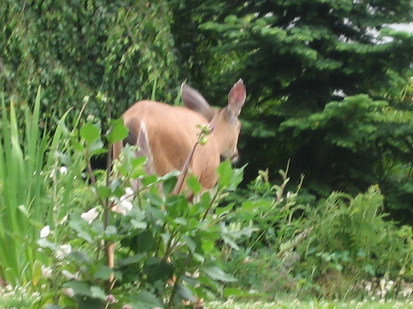 [garden+of+the+deer+002.JPG]