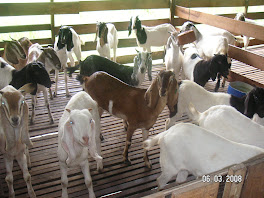 Kambing Jamnapari untuk dijual