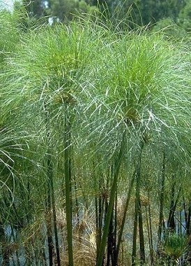 Planta de papiro ("Cyperus papyrus").