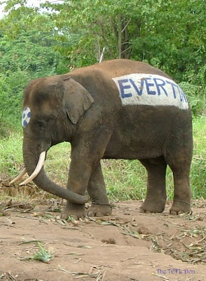 Análisis de la temporada 2010/2011 Asian+Elephant+Everton+Beer+Chang