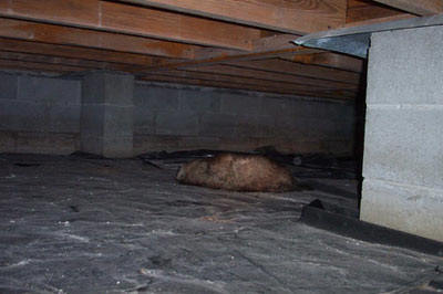 dead animal rot in your crawl space dead animal rot in your crawl space