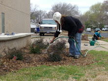 Watering the Roses at the CBC's new garden!