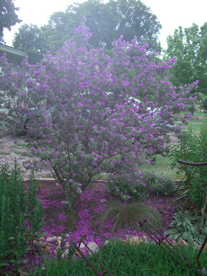 Central Texas Sage