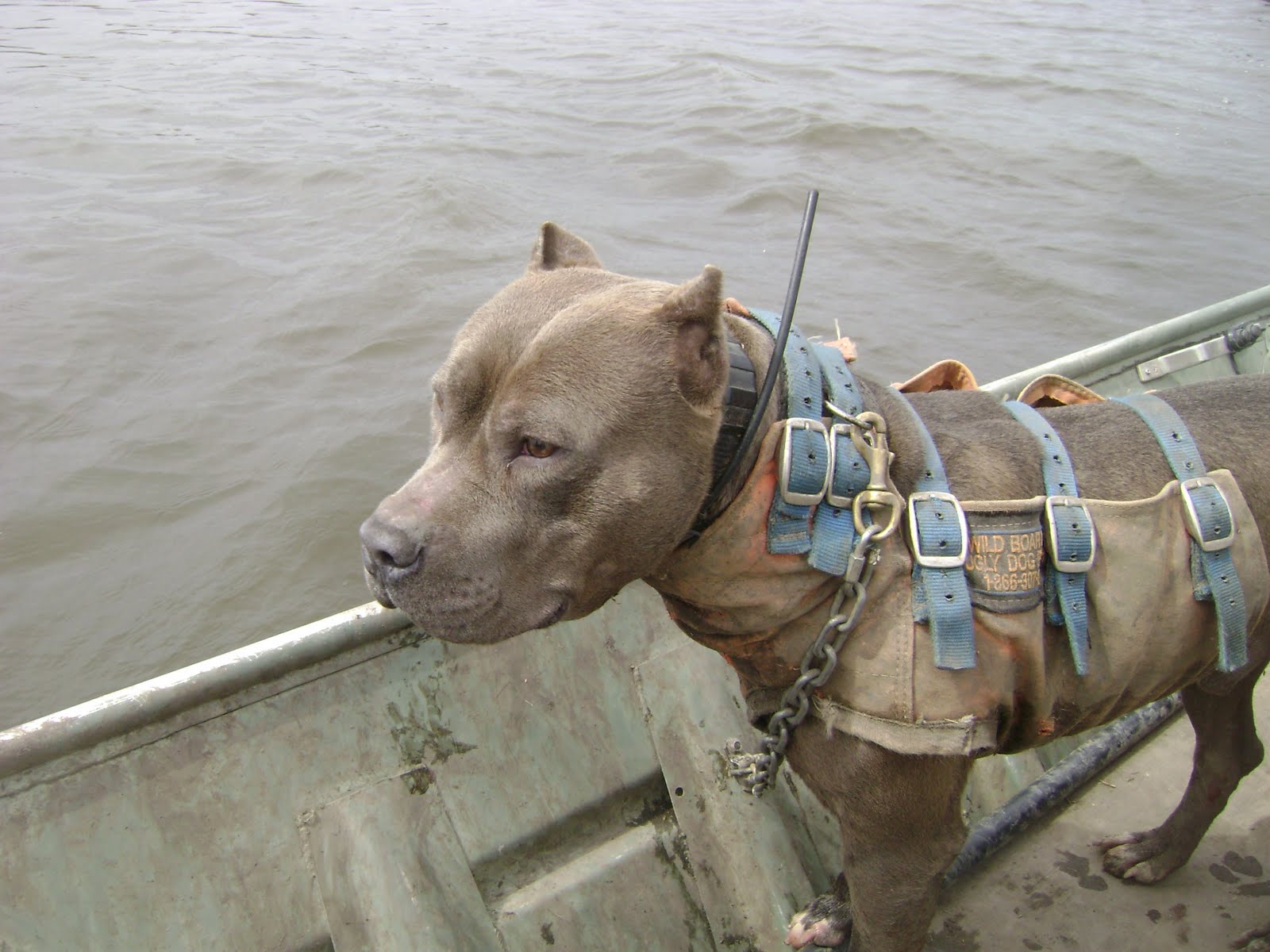 Cut Vest For Catch Dogs