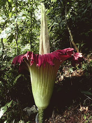 flores gigantes flores gigantes