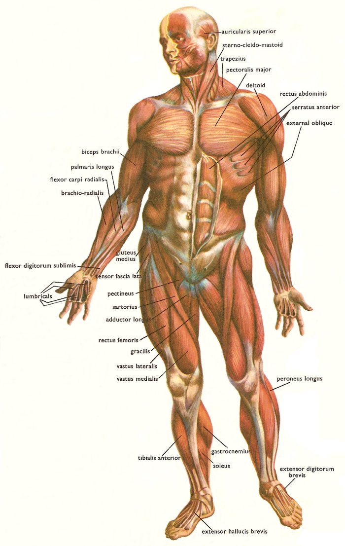 Human Body Man