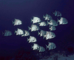 [fish.gif]