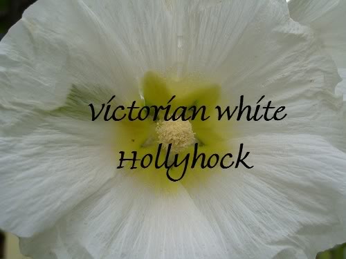 Victorian Hollyhock Seeds