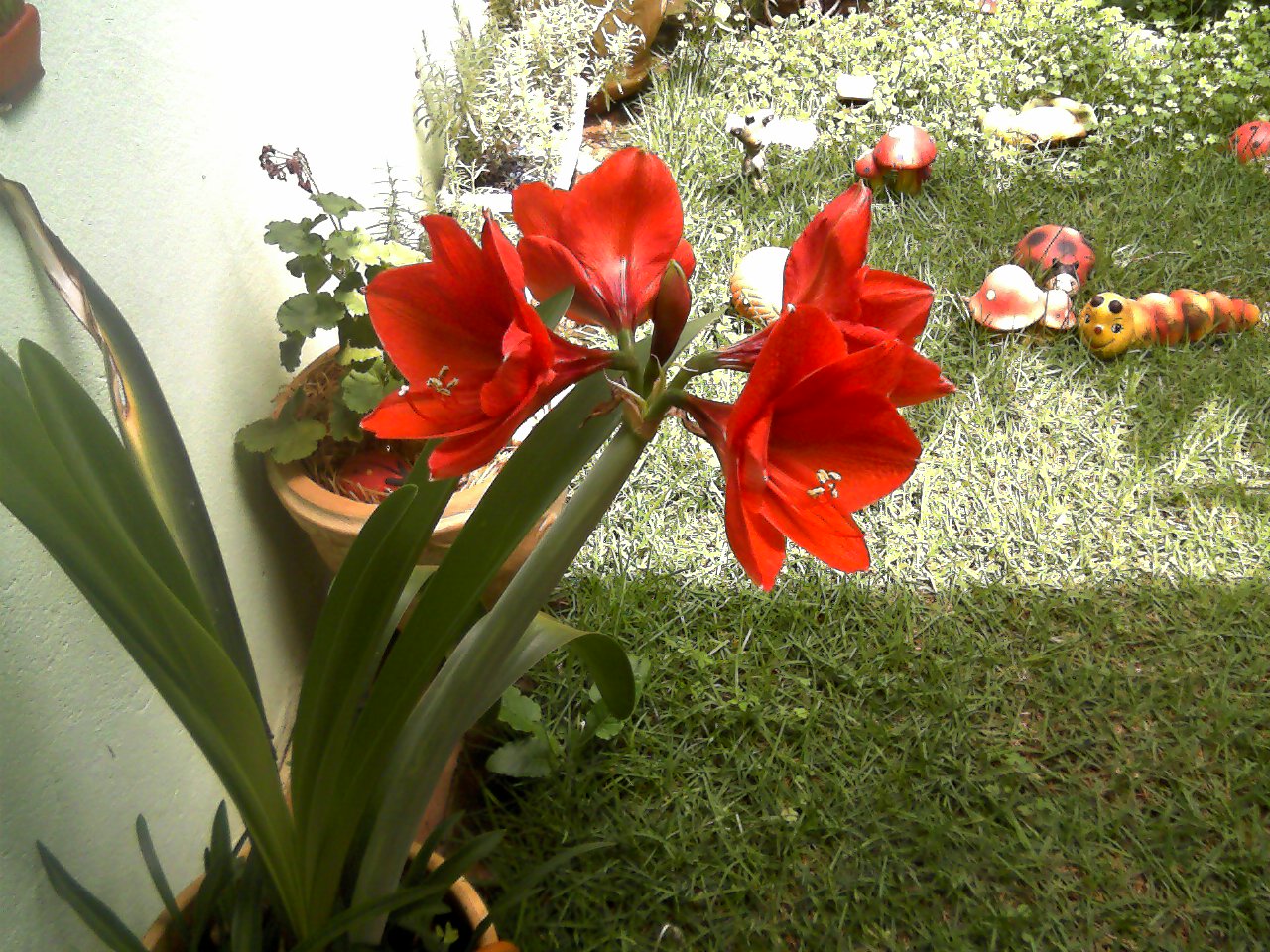 flores jardim primavera:Primavera chegou com alegrias e flores no meu jardim! Vejam que flores jardim primavera:Primavera chegou com alegrias e flores no meu jardim! Vejam que