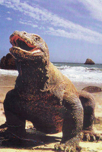 Exploring Lombok Attractions Komodo National Park Exploring Lombok Attractions
