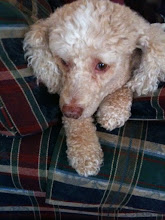 ... milk and honey surburbia th...