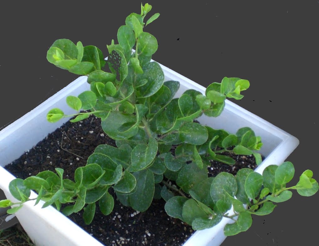 A Kitchen Garden in Kihei Maui Growing Capers in Kihei