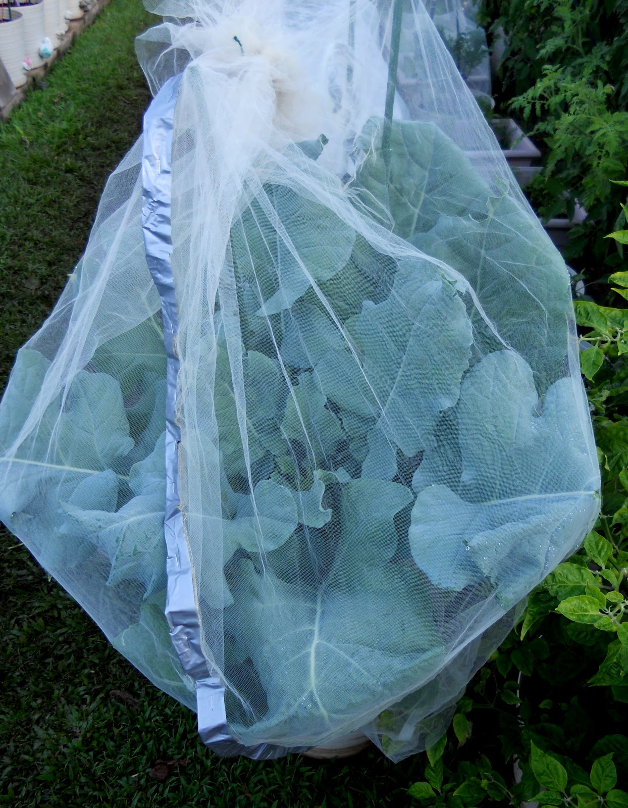 A Kitchen Garden in Kihei Maui Growing Broccoli in Kihei