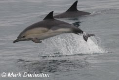 Common Dolphins, Alderney, 15/10/2009