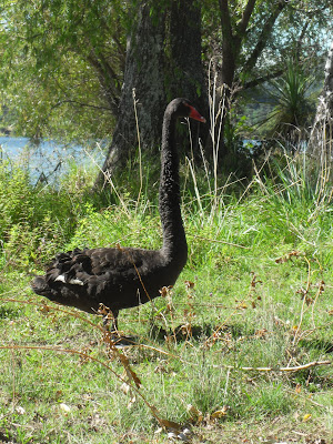 Evil lack swan Black Swan Legs Break. Evil lack swan