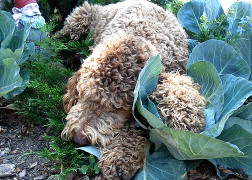 Napping on junipers and cabbages