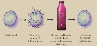 How Nopalea juice fights excess inflammation