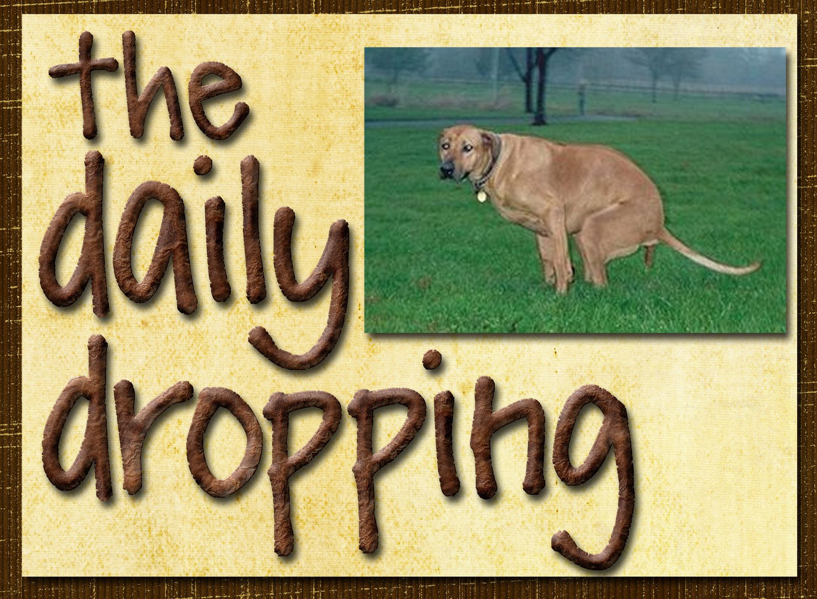 The Daily Dropping