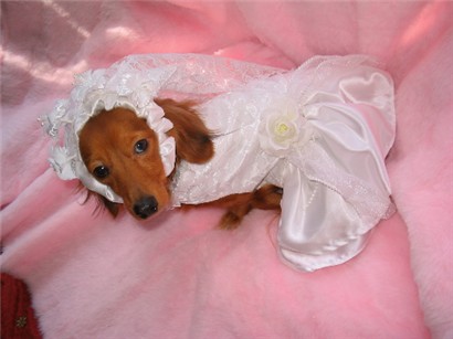 [doxie+wedding+dress.jpg]