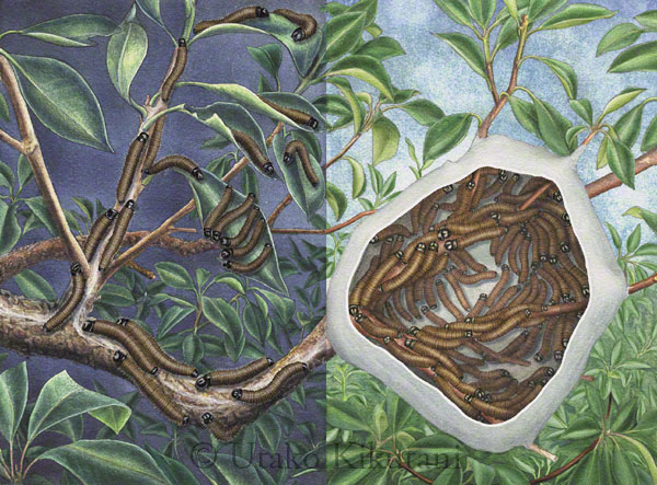 Utako Kikutani Illustration