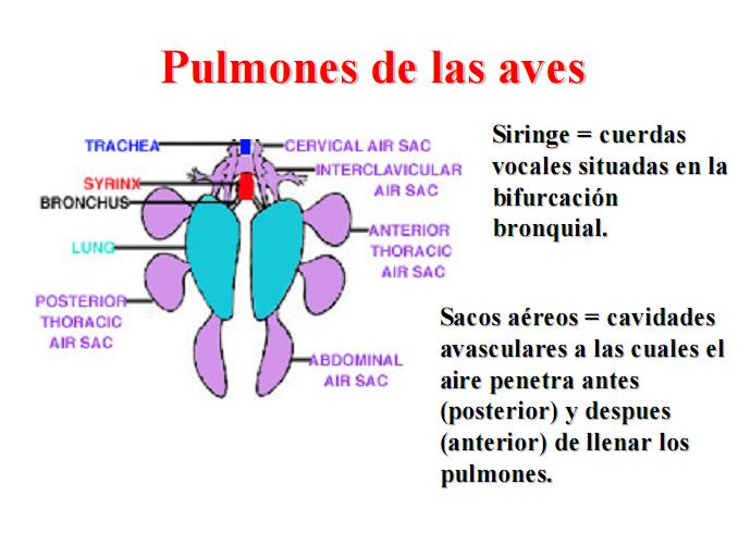 [pulmones_aves.JPG]