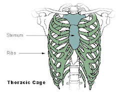 The Thoracic Cage