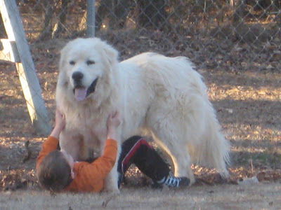 Puffy Dogs