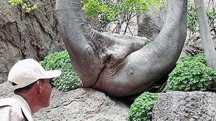 vagina+tree.JPEG