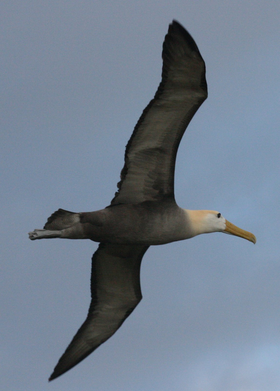 [G+Albatross+Flying.jpg]