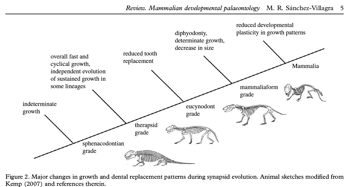 PALAEOBLOG Developmental Palaeontology