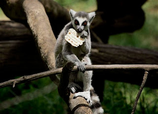 lemur
