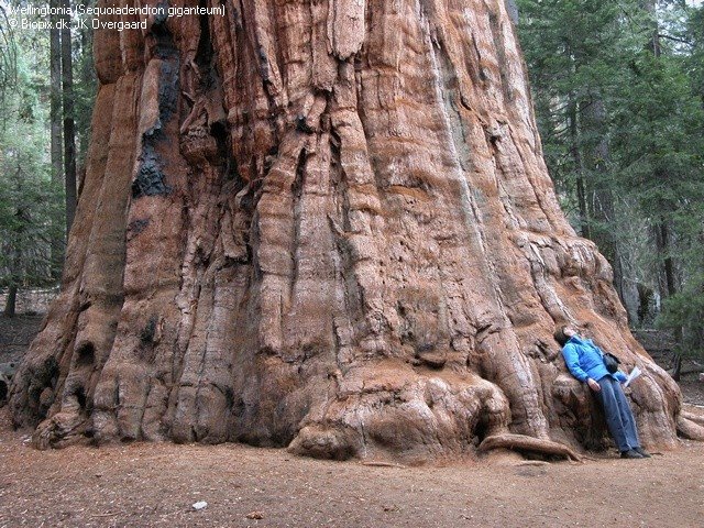 2ªEntrega 16/23/2012 JKO+Sequoiadendron+giganteum+00066