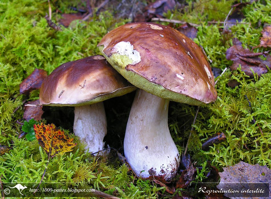 WILDLIFE GATEWAY: Champignons, 4ème volet