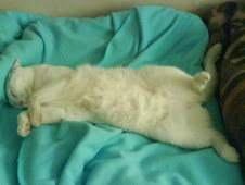 MY CAT TAM-TAM