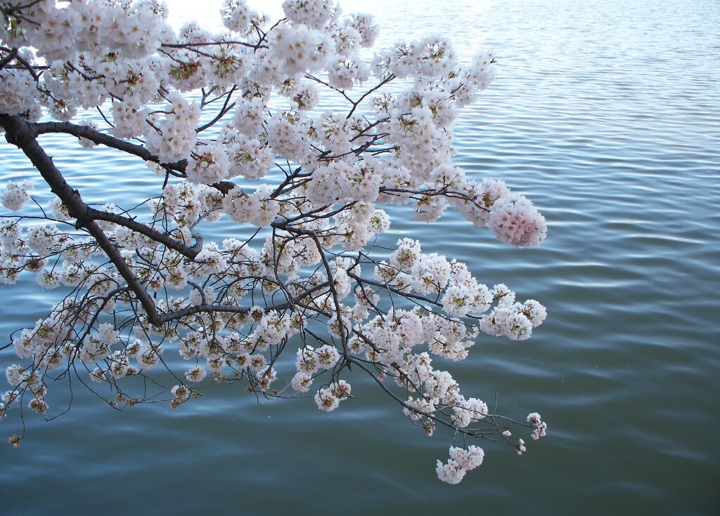 Orange explains it all cherry blossoms and narcissus poeticus