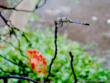 Dragon fly