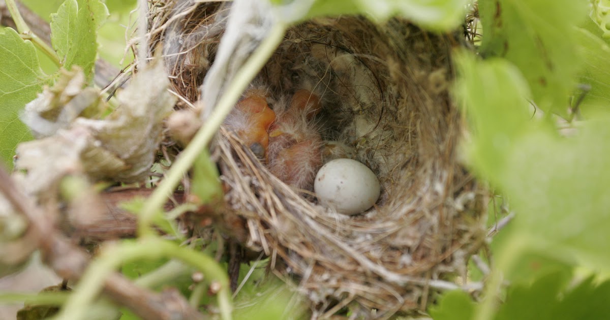 Lori's Prayer Closet Bird funerals