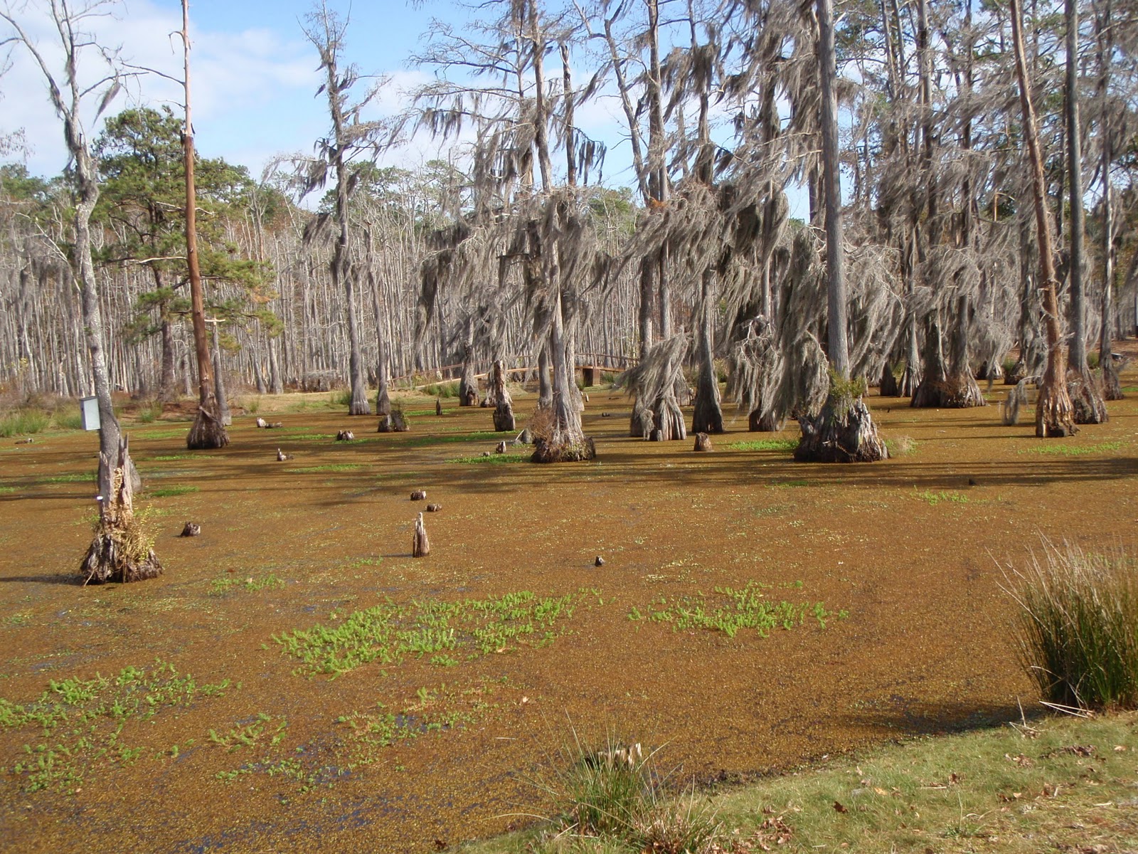 Running Green Race Review Swamp Stomp Half Marathon, Lake Charles, LA