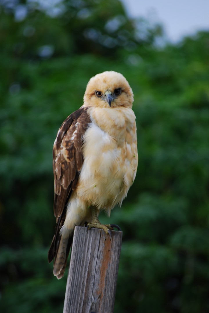 Hawaiian Ecosystem The Community!