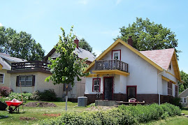 American Linden