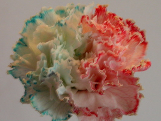 [carnation-science-project.jpg]