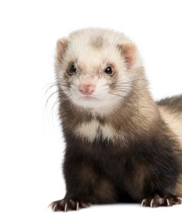 air purifier for ferret odor