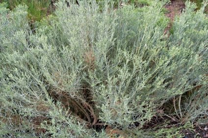 sagebrush weed allergy